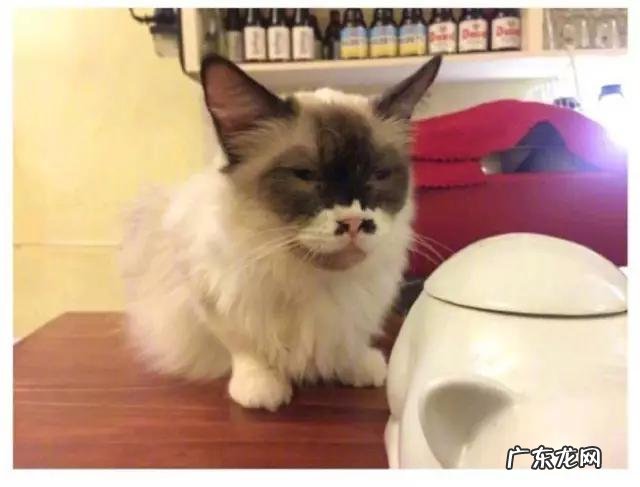 见过最丑的男人 那些年你见过丑得惊天动的猫有哪些