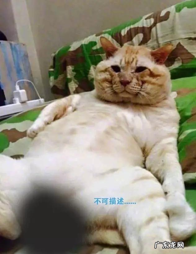 见过最丑的男人 那些年你见过丑得惊天动的猫有哪些