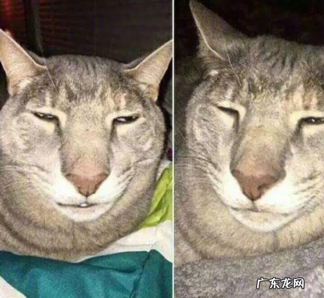 见过最丑的男人 那些年你见过丑得惊天动的猫有哪些
