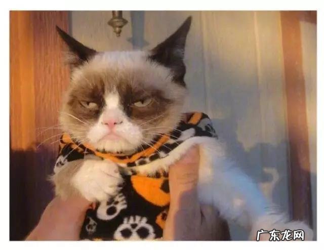 见过最丑的男人 那些年你见过丑得惊天动的猫有哪些