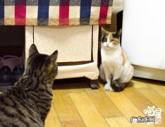 养两只以上的猫咪是什么感觉