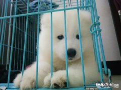 肉牛饲养 哪种品种的大型犬值得饲养