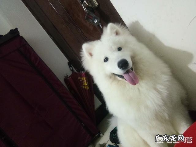 肉牛饲养 哪种品种的大型犬值得饲养