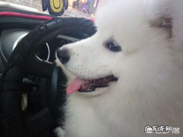 肉牛饲养 哪种品种的大型犬值得饲养