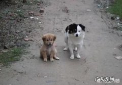 农村养狗挣钱吗 为什么农村人现在不愿意养狗，是什么原因造成的