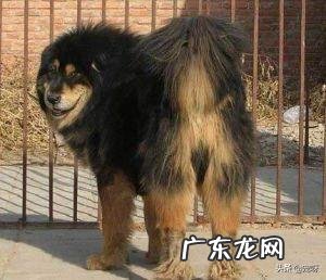 中国国犬是什么狗 我国的哪种狗可以打得过坎高犬