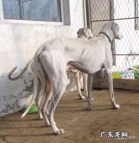 中国国犬是什么狗 我国的哪种狗可以打得过坎高犬