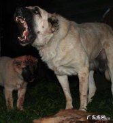 中国国犬是什么狗 我国的哪种狗可以打得过坎高犬
