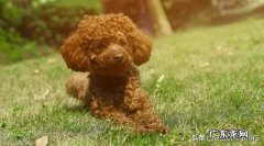 泰迪犬养多久才认主人 泰迪犬认主之后会有什么表现