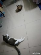 猫咪惊吓过度的表现 家里2只猫咪被我打后，现在过度惊吓，处于紧张状态，该怎么恢复