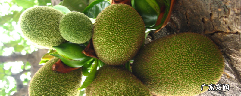 菠萝蜜怎么剥不粘手,菠萝蜜怎么剥不粘手上