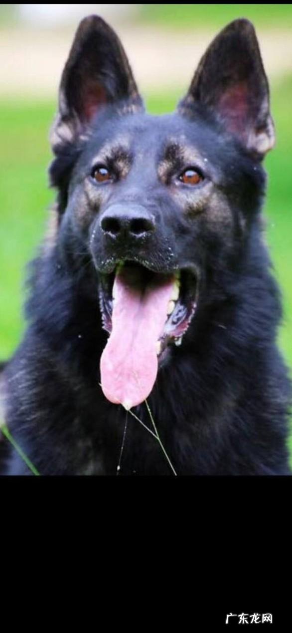 斯塔福犬 我们现在养的犬,大多都是杂交犬,是这样吗