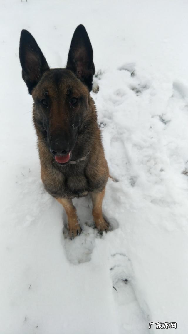 斯塔福犬 我们现在养的犬,大多都是杂交犬,是这样吗