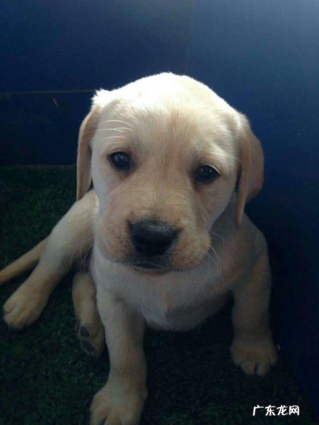 斯塔福犬 我们现在养的犬,大多都是杂交犬,是这样吗