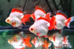 冷水鱼缸，养金鱼，鱼屎太多，有没有什么虾可以除鱼屎