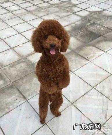 泰迪犬为讨好主人,它们会怎么做呢