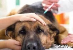 狗狗打完狂犬病疫苗后4天没吃东西，随后有便血症状，没过多久就死了，这是怎么回事