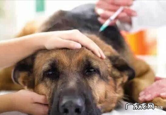 狗狗打完狂犬病疫苗后4天没吃东西,随后有便血症状,没过多久就死了,这是怎么回事
