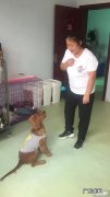 一窝小狗有一只特别小 一窝狗里怎么挑最厉害的一只