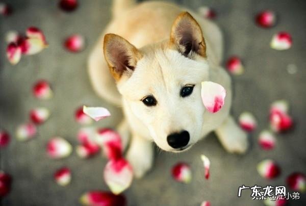 什么狗最认主 狗多久认主