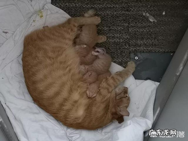 猫咪生小猫之前的症状 我们家猫咪快要生了,跟前跟后的一直望着我叫,给猫粮也不吃了。是什么原因