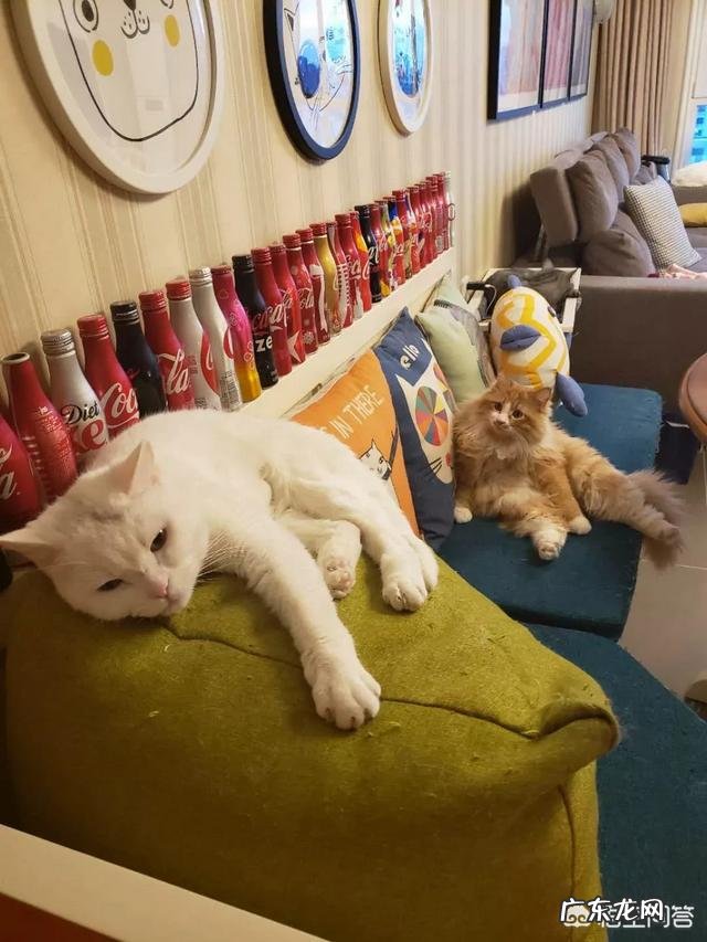 理直气壮的意思和造句 你家附近有理直气壮的流浪猫吗