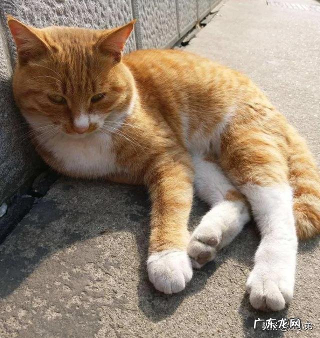 别人说你理直气壮怎么回答 你家附近有理直气壮的流浪猫吗