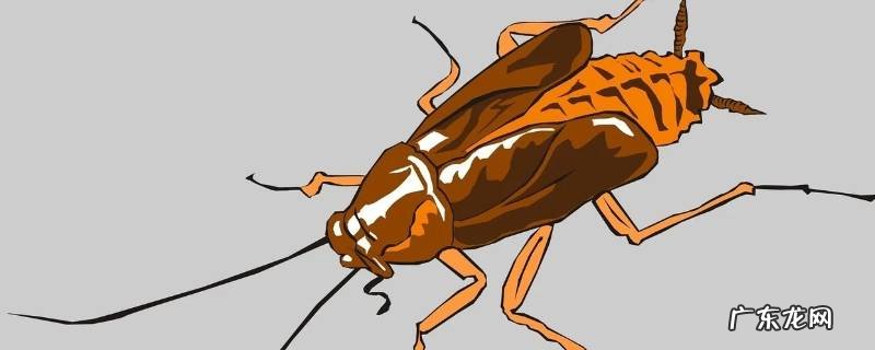 蟑螂一般躲在什么地方,蟑螂一般都躲在哪里