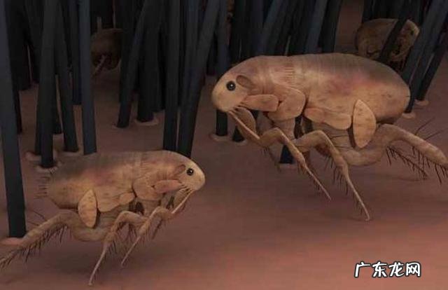 跳蚤会饿死吗 把小狗放在桶中泡十分钟,能不能淹死跳蚤