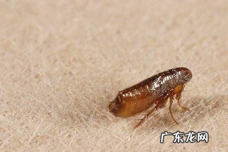 跳蚤会饿死吗 把小狗放在桶中泡十分钟,能不能淹死跳蚤