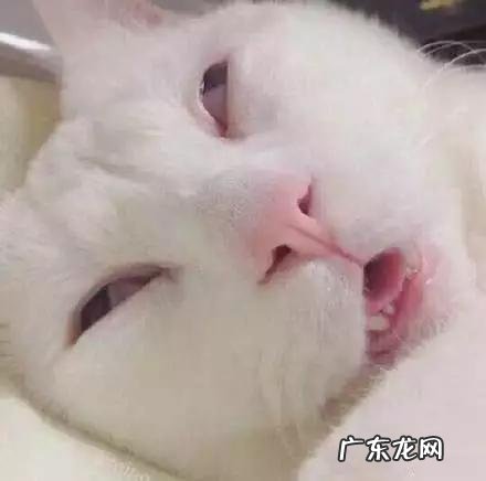 最丑的样子都见过不嫌弃 那些年你见过丑得惊天动的猫有哪些