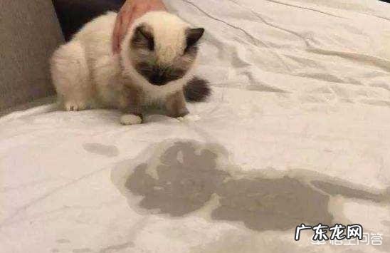 猫一直叫是为什么 猫可以调皮到什么程度