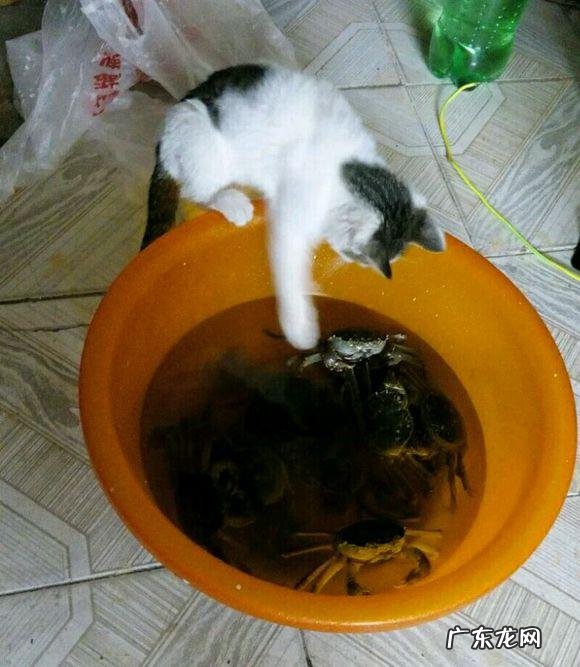 猫一直叫是为什么 猫可以调皮到什么程度