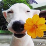 一生只认一个主人的狗 狗一生只认一个主人，为什么流浪或丢失后会把对它好的人当做主人呢