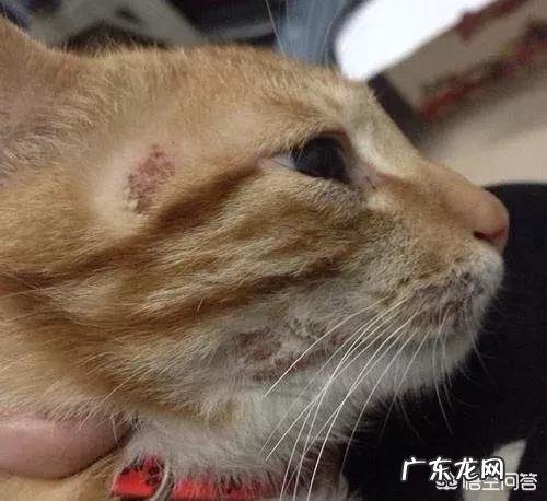 猫咪得了猫癣怎么办 猫癣怎么治