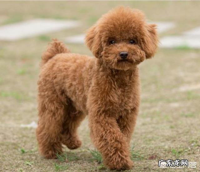 泰迪 主人宠坏泰迪犬,它会有什么行为吗