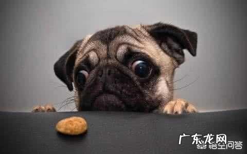 护食的狗绝对是好狗 狗在护食时为什么连主人都不认