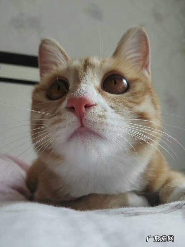 不要和猫对视 我家猫不回家了怎么办