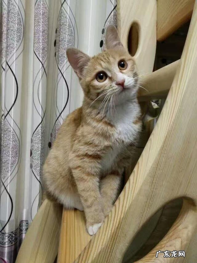 不要和猫对视 我家猫不回家了怎么办