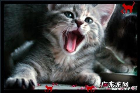 不要和猫对视 我家猫不回家了怎么办