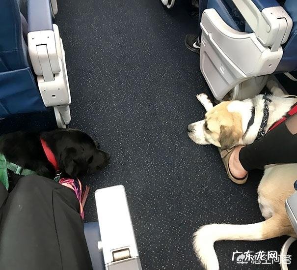 狗狗飞机托运需要什么手续 狗狗如何进入飞机客舱