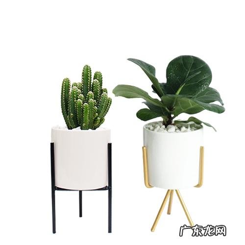 电脑旁放仙人掌能防辐射吗?听听专家怎么说!