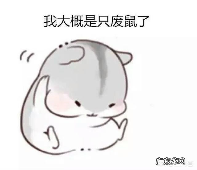 仓鼠被踩活下来的几率 仓鼠被踩到怎么办