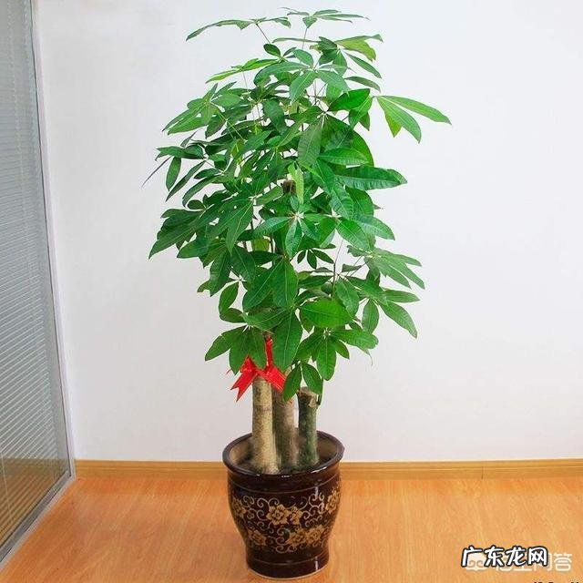 室内适合养的植物 想在家养一些大点的好看的植物，养什么比较好