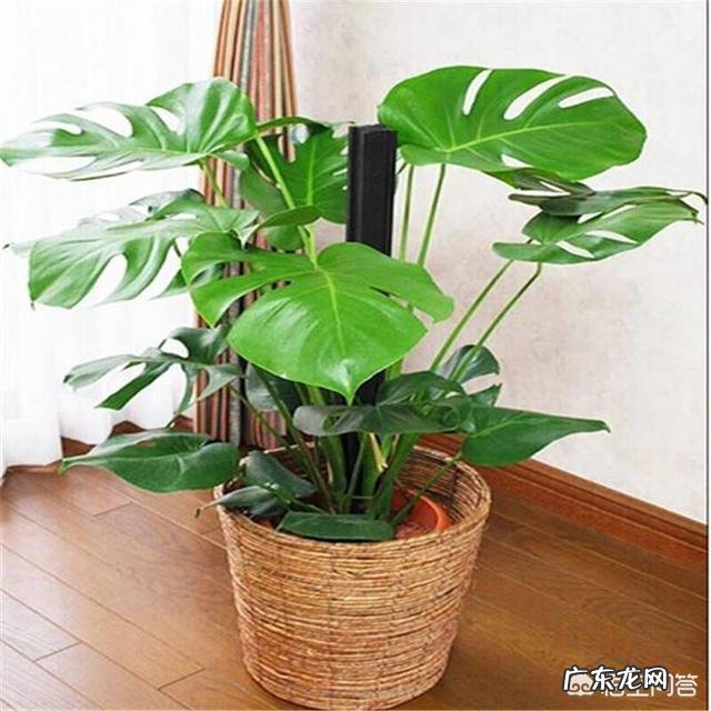 室内适合养的植物 想在家养一些大点的好看的植物，养什么比较好
