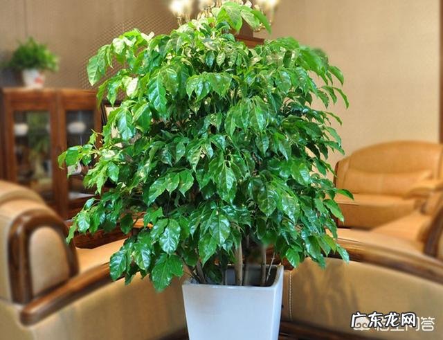 室内适合养的植物 想在家养一些大点的好看的植物，养什么比较好