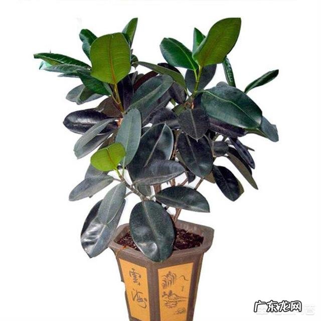 室内适合养的植物 想在家养一些大点的好看的植物，养什么比较好