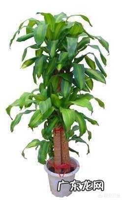 室内适合养的植物 想在家养一些大点的好看的植物，养什么比较好