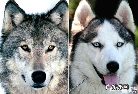 哈士奇详细介绍 为什么被大家评价傻的哈士奇却能有组织有纪律的作为雪橇犬拉雪橇