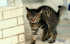 狸花猫 狸花猫有多么凶猛